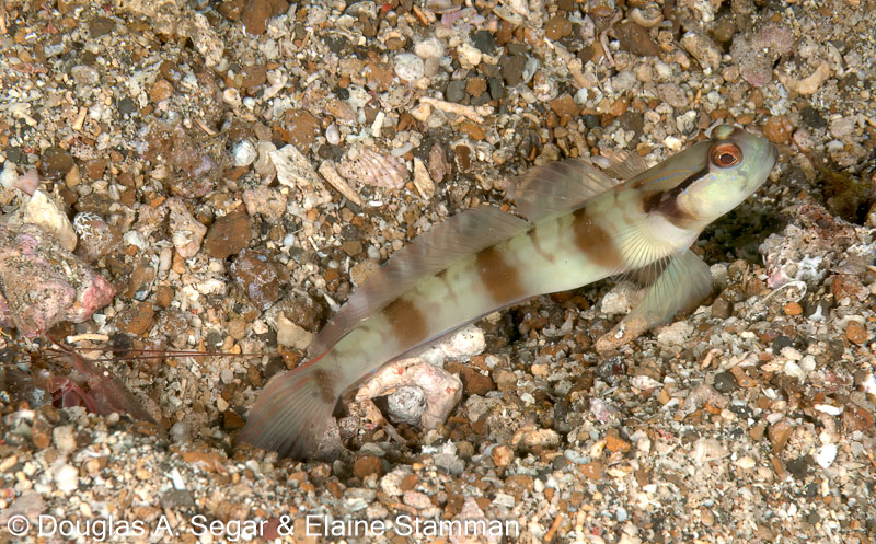 Segar-2010-07-0638.jpg