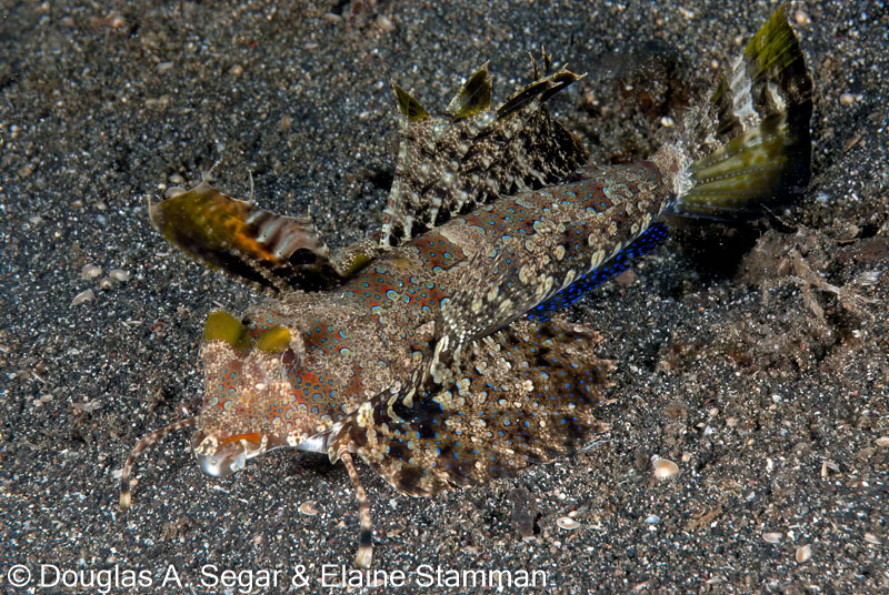Segar-2010-12-2701.jpg