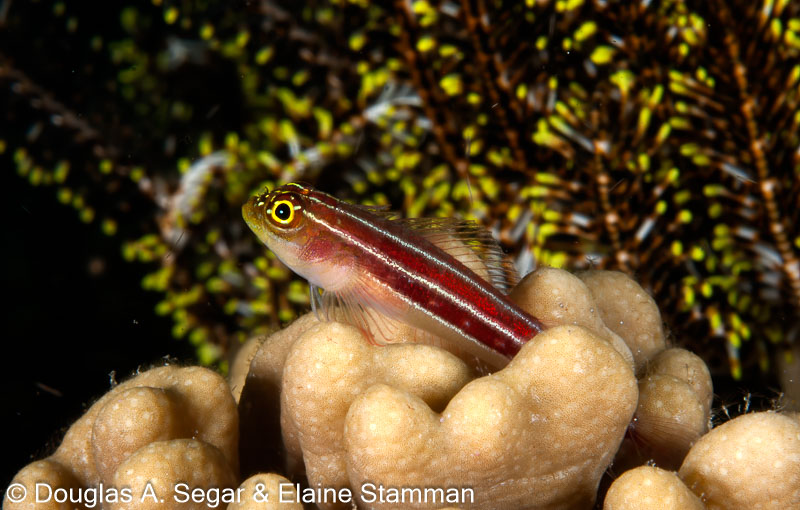 Segar-2012-07-0921.jpg