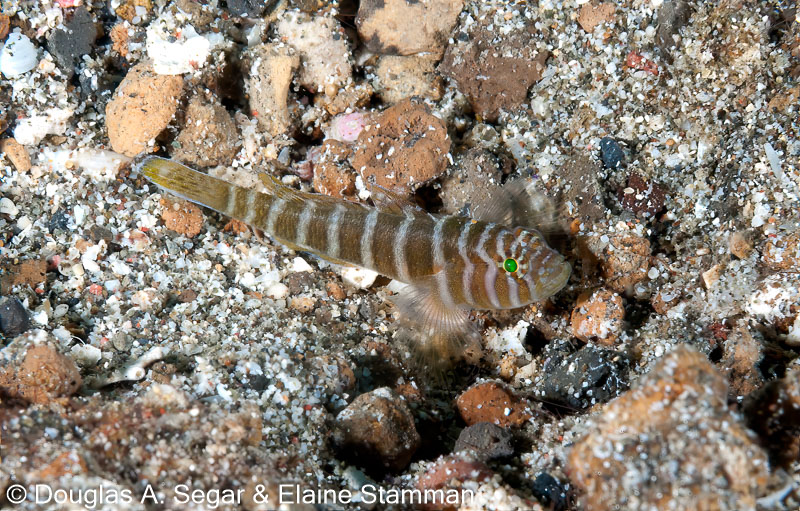 Segar-2012-12-0332.jpg