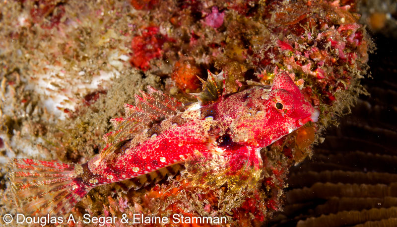 Segar-2013-05-0918.jpg