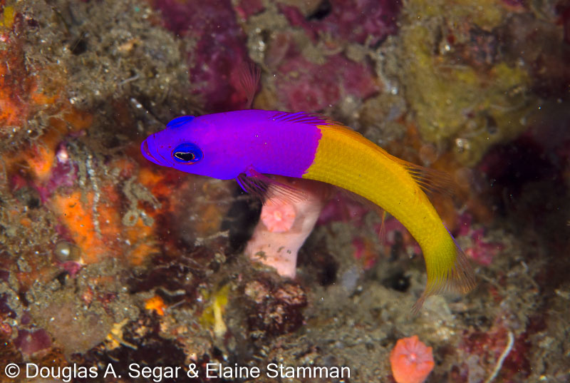 Segar-2014-09-4517.jpg
