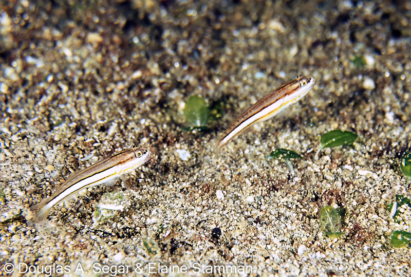 SegarA9684.jpg