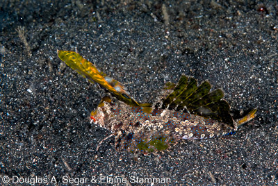 Gobies