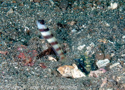 Segar-2009-07-0573.jpg