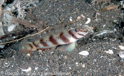 Segar-2009-07-2214.jpg