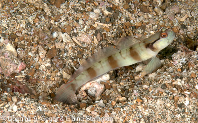 Segar-2010-07-0638.jpg