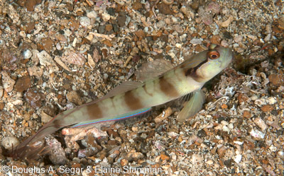 Segar-2010-07-0640.jpg