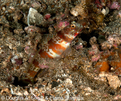 Segar-2010-07-0649.jpg