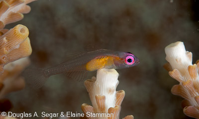 Segar-2010-07-1102.jpg