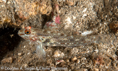 Segar-2010-12-3525.jpg