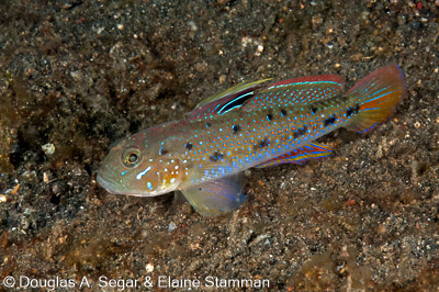 Segar-2010-12-4144.jpg