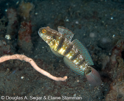 Segar-2011-07-2389.jpg