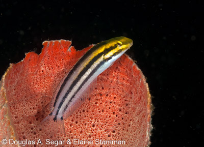 Segar-2012-07-2810.jpg