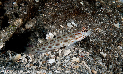Segar-2012-07-3283.jpg