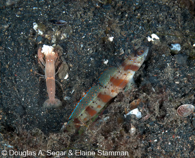 Segar-2012-12-0196.jpg