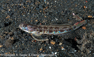 Segar-2012-12-0545.jpg