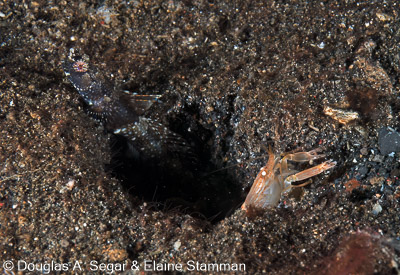 Segar-2012-12-0815.jpg