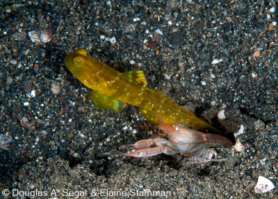 Segar-2012-12-1539.jpg