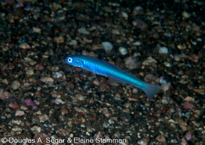 Segar-2012-12-2003.jpg