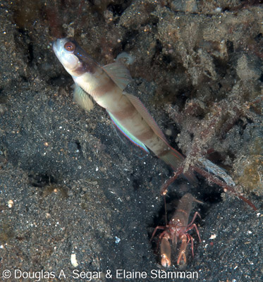 Segar-2012-12-2197.jpg