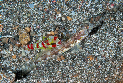Segar-2012-12-2234.jpg