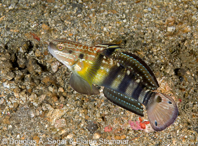 Segar-2013-05-0313.jpg
