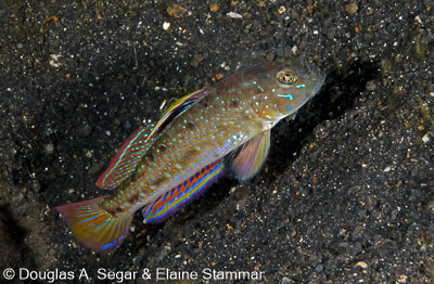 Segar-2013-05-0825.jpg