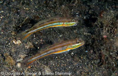 Gobies