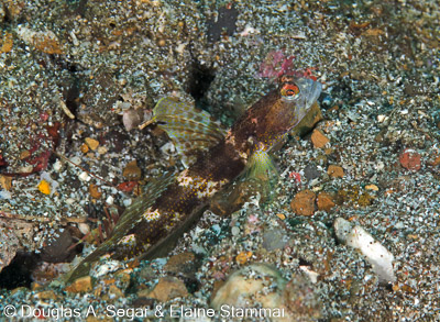 Segar-2014-09-2275.jpg