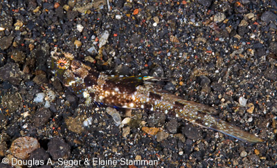 Segar-2014-09-2553.jpg