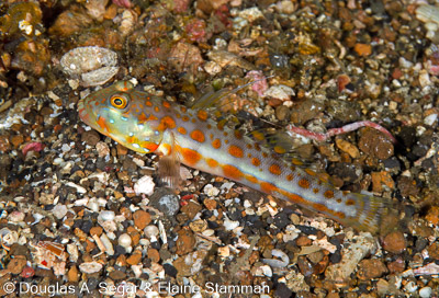 Gobies