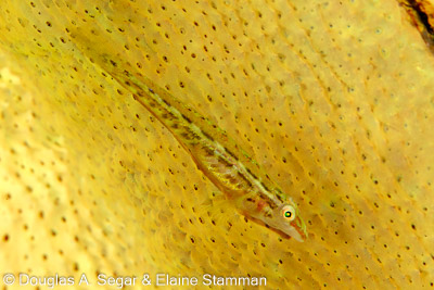 Segar-2014-09-3954.jpg