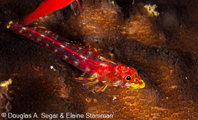 Segar-2014-09-4120.jpg