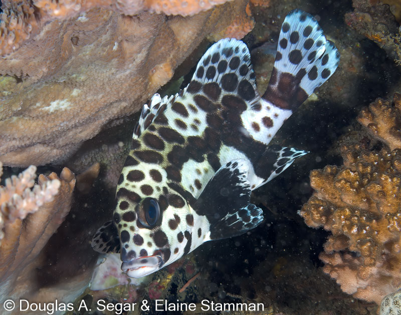 Segar-2013-05-0943.jpg