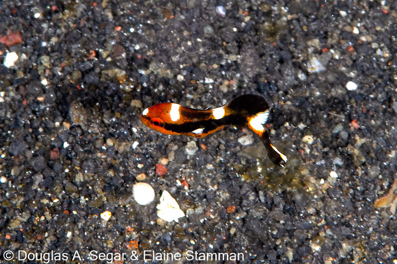 Segar-2014-09-4186.jpg