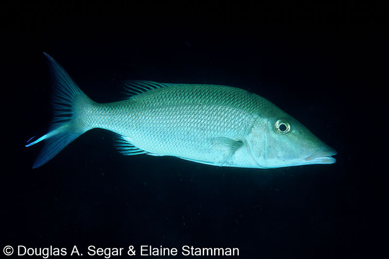 Longface or Longnose emperor, Lethrinus oilvaceous, SegarA4880