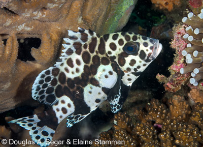 Segar-2013-05-0946.jpg