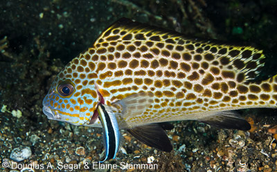 Segar-2014-09-1219.jpg