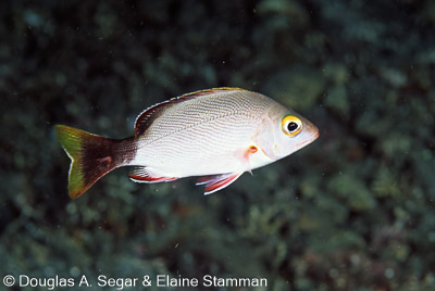 SegarA0279.jpg