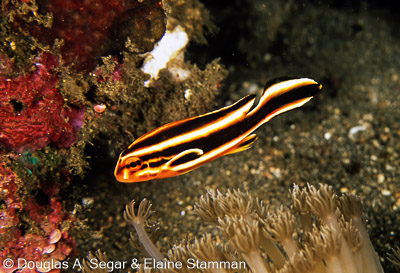 SegarA4130.jpg