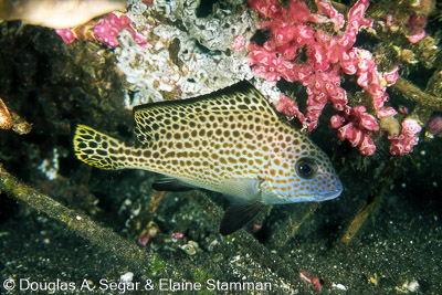 SegarA4160.jpg