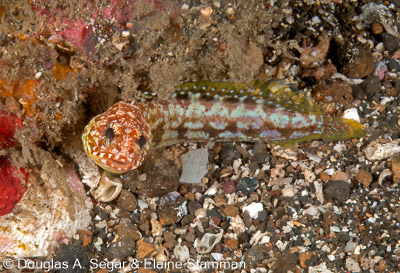 Parrotfish