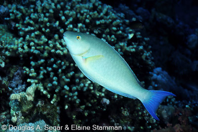 Parrotfish
