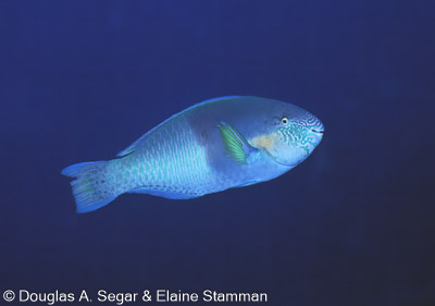 Segar7902.jpg