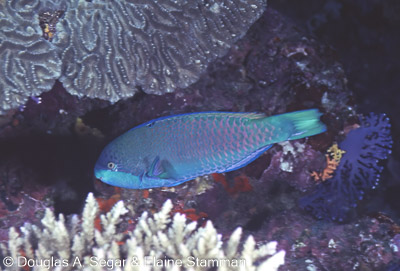 Parrotfish