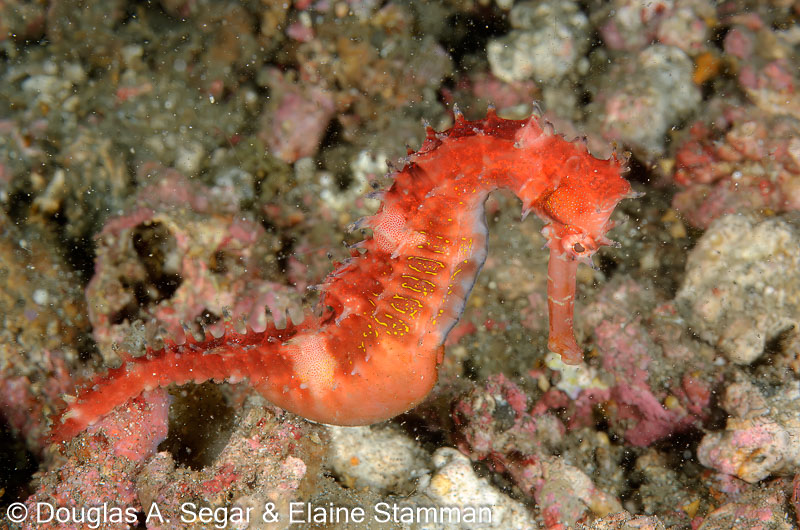 Segar-2009-07-3007.jpg