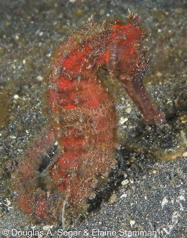 Segar-2010-12-3585.jpg