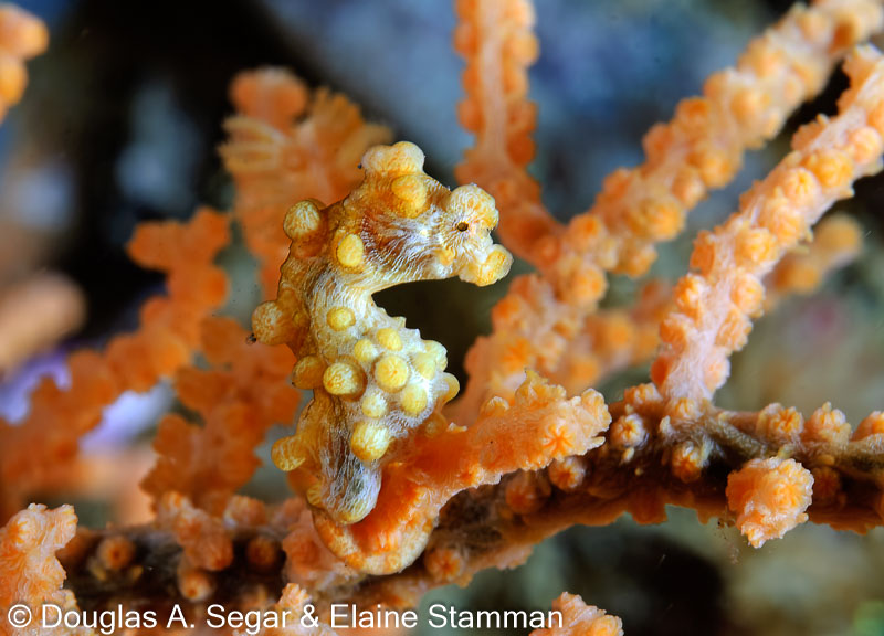 Segar-2011-07-0302.jpg