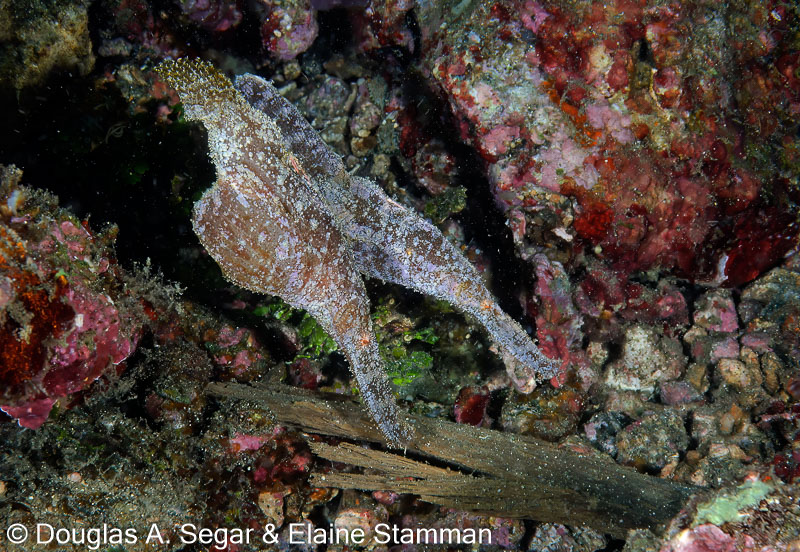 Segar-2012-12-0477.jpg